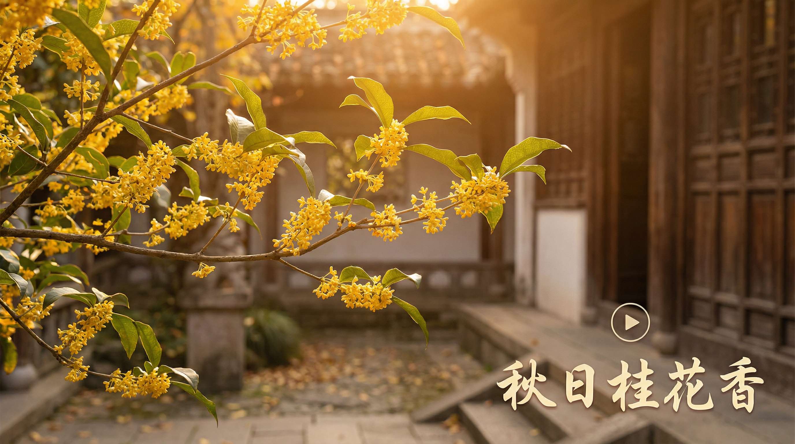 麻豆视频桂花视频